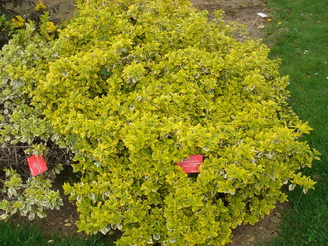 Euonymus fortunei 'Emerald'n'Gold'